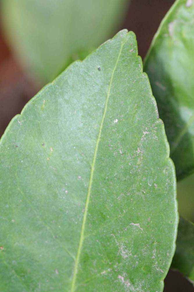              Margin (Riverside, CA)       